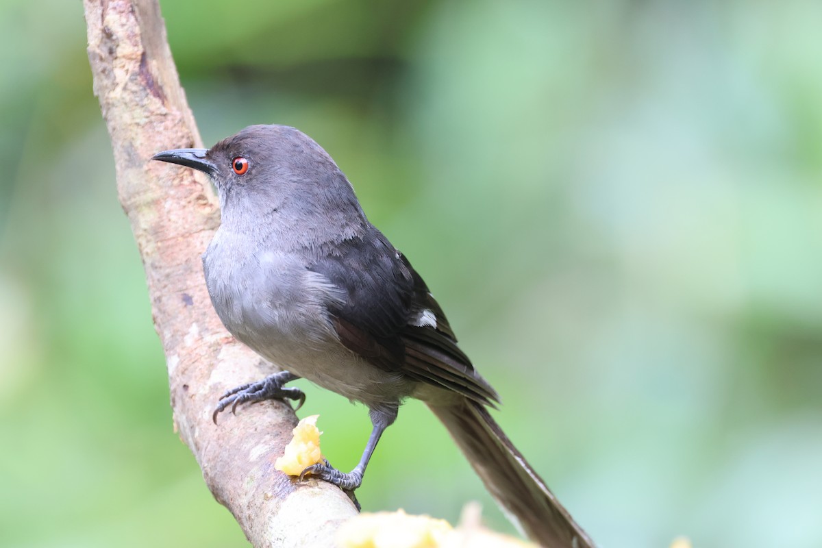 Long-tailed Sibia - Imm O