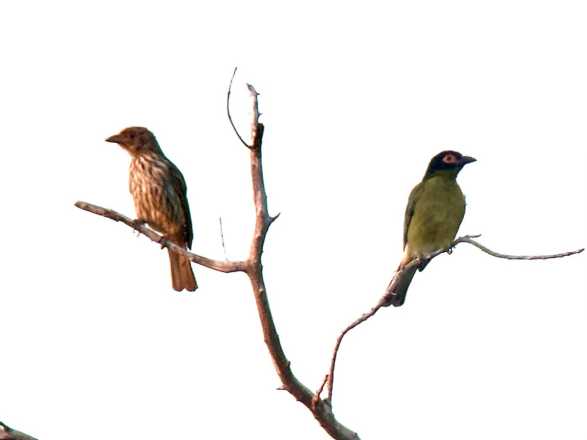 Green Figbird - ML623692864