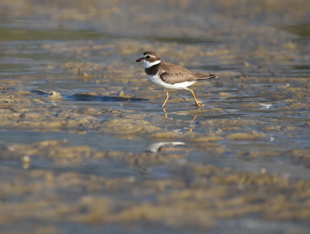 Semipalmated Plover - ML623692873