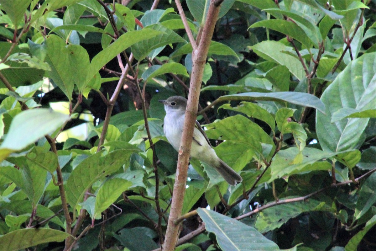 Small-billed Elaenia - ML623692890