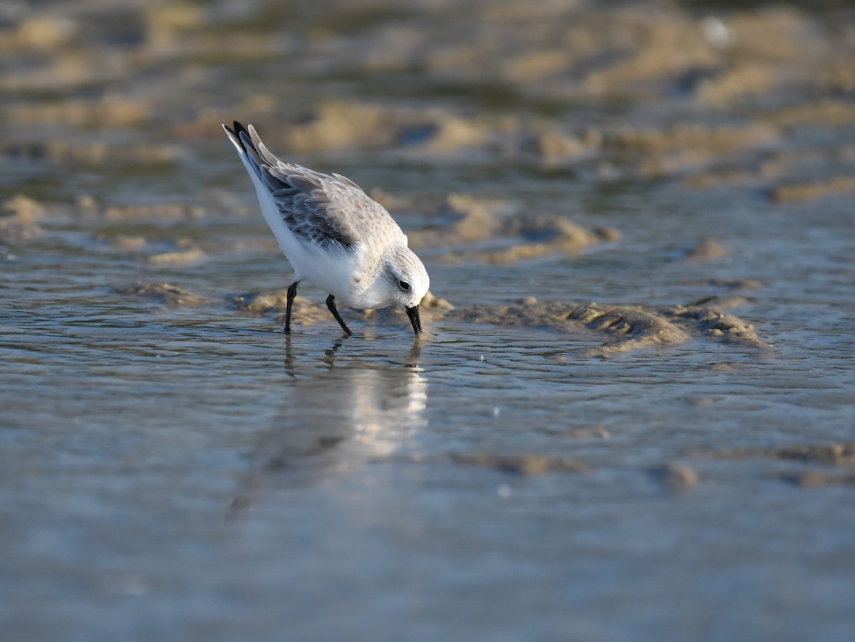 Bécasseau sanderling - ML623692928