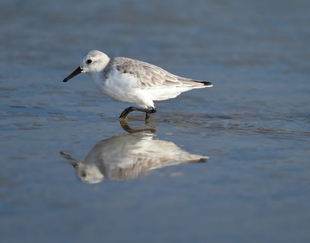 Bécasseau sanderling - ML623692929