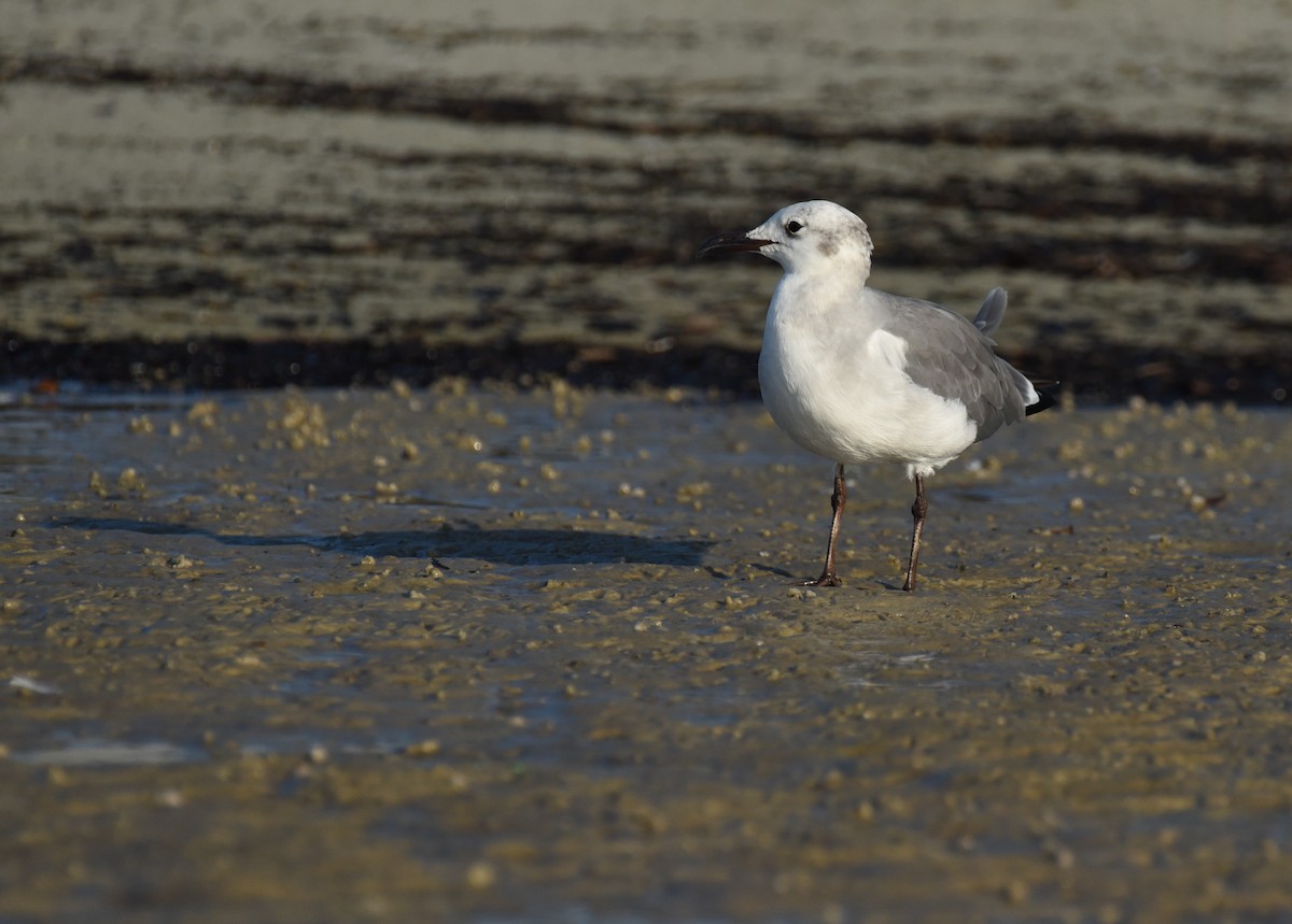 Mouette atricille - ML623692965