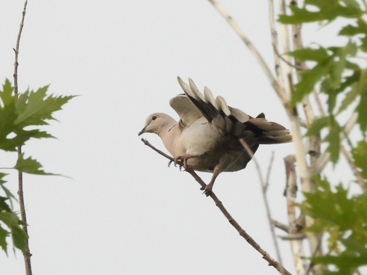 Eurasian Collared-Dove - ML623692967