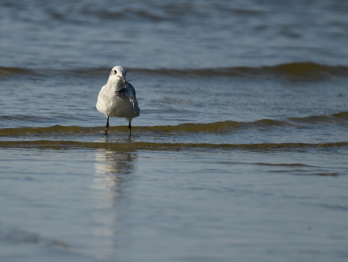 Mouette atricille - ML623692983