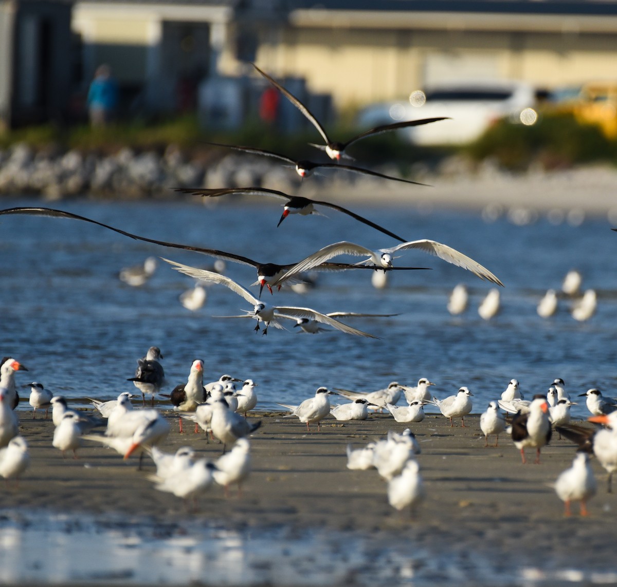 Black Skimmer - ML623692991