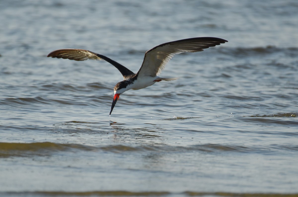 Black Skimmer - ML623692992