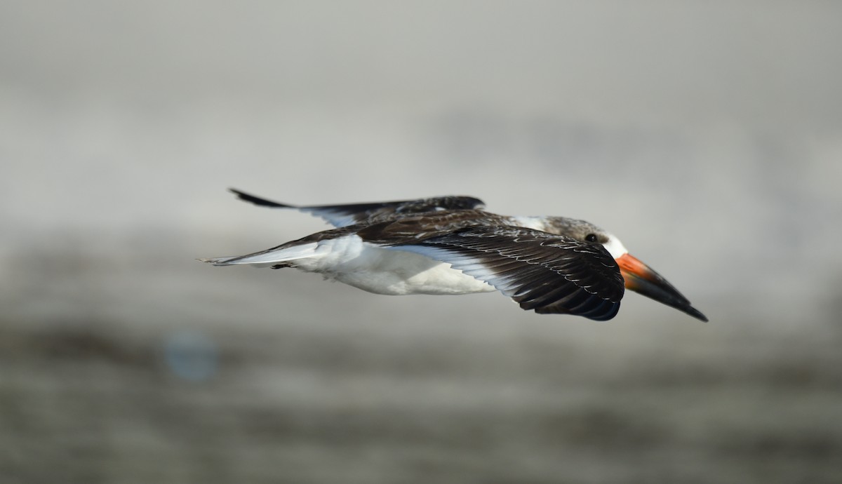 Black Skimmer - ML623693025