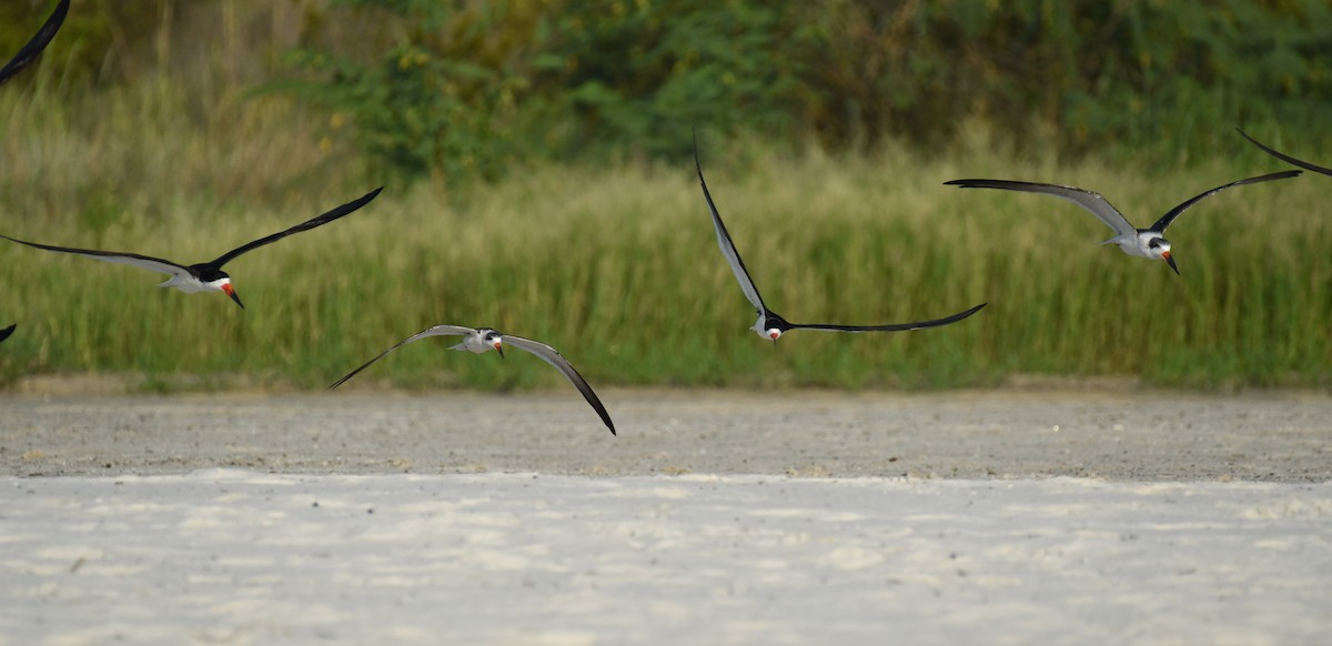 Black Skimmer - ML623693026