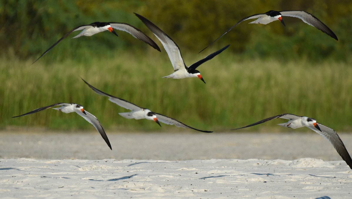 Black Skimmer - ML623693027