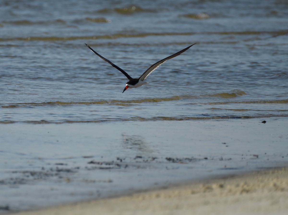 Black Skimmer - ML623693062