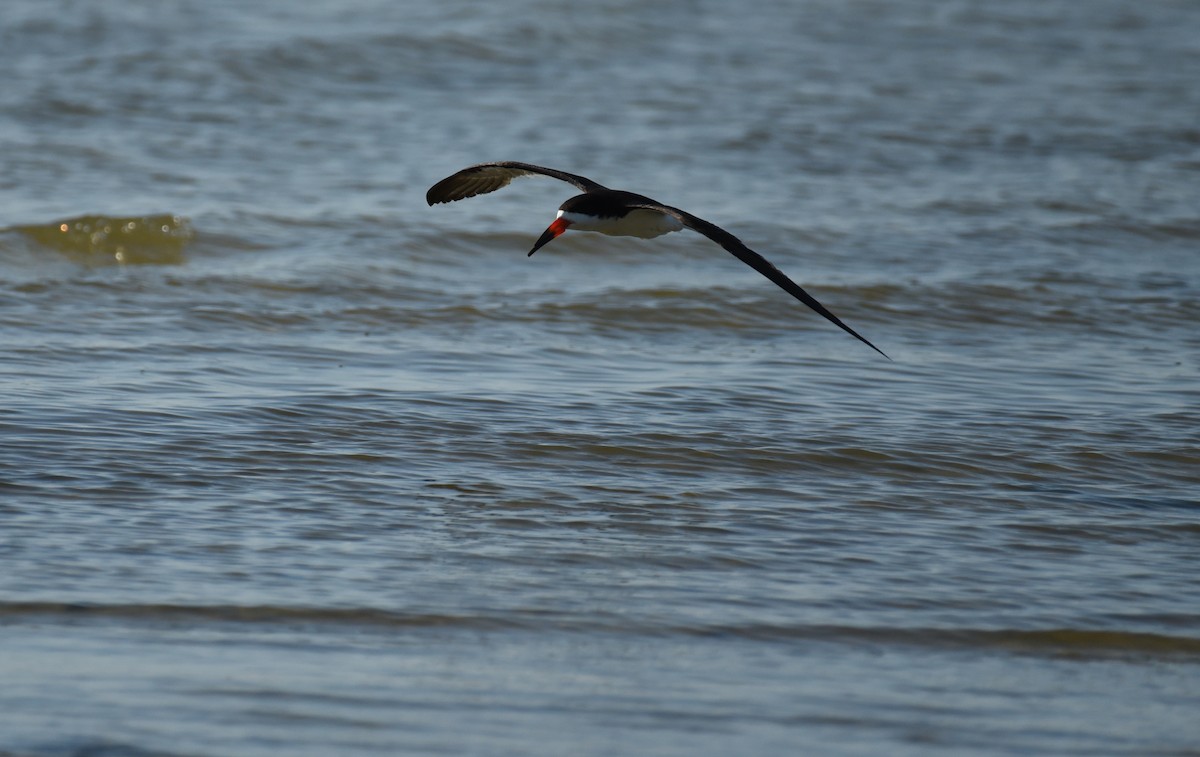 Black Skimmer - ML623693063