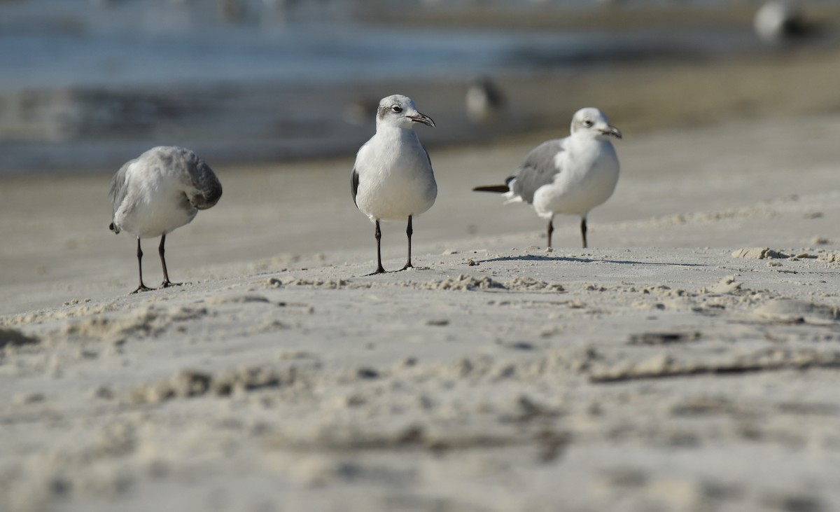 Mouette atricille - ML623693070