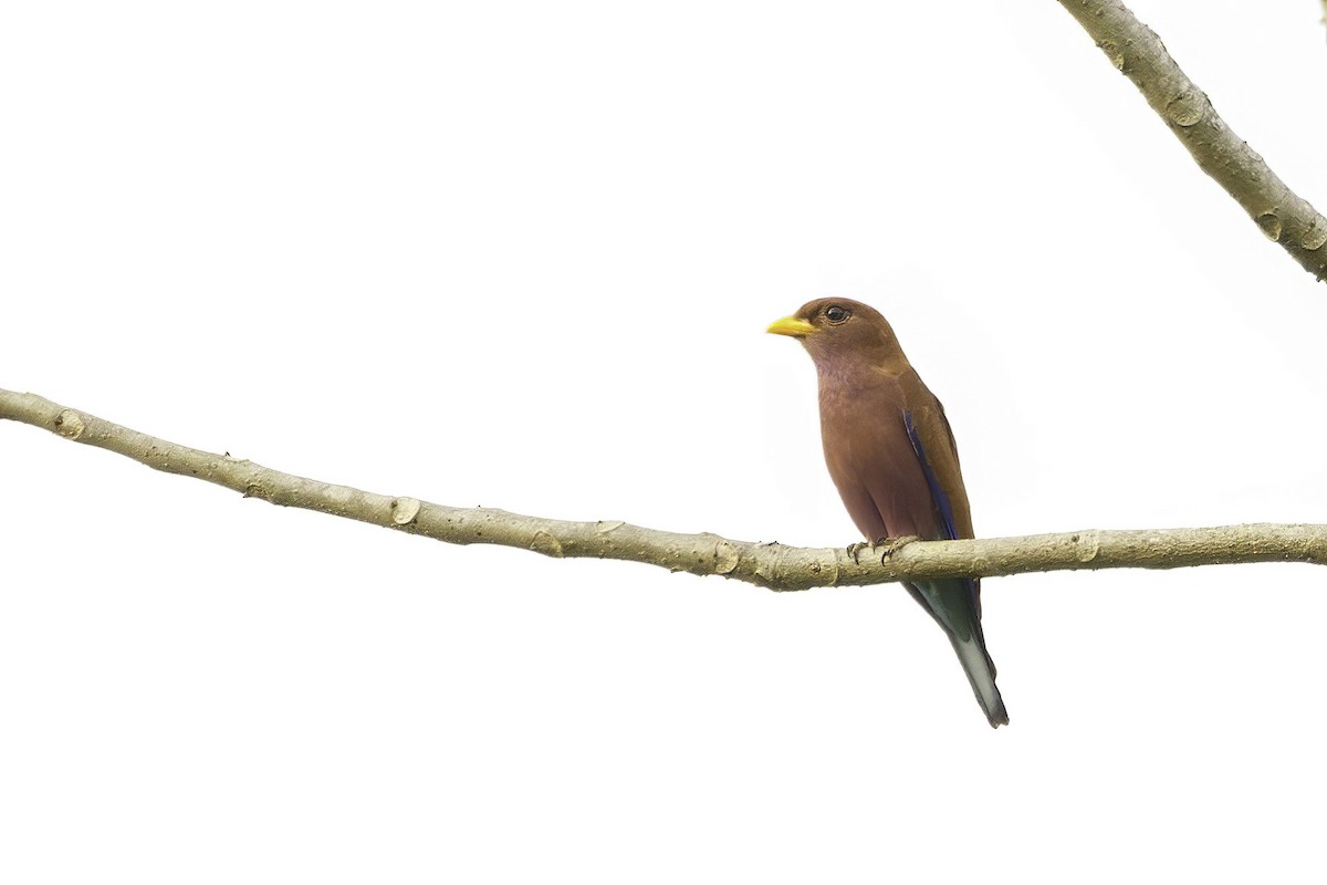 Broad-billed Roller (African) - ML623693081