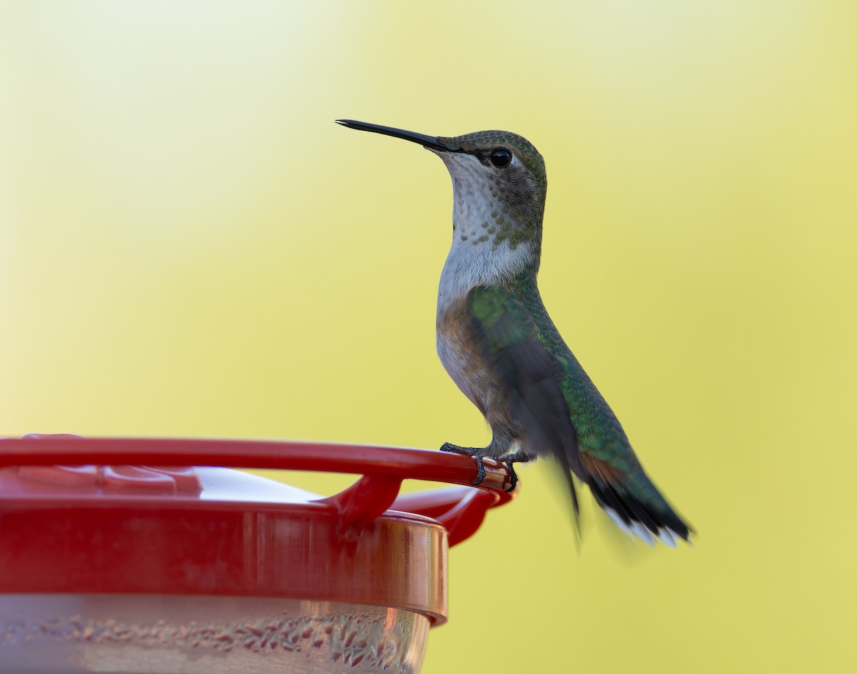 Black-chinned x Rufous Hummingbird (hybrid) - Joe Aliperti