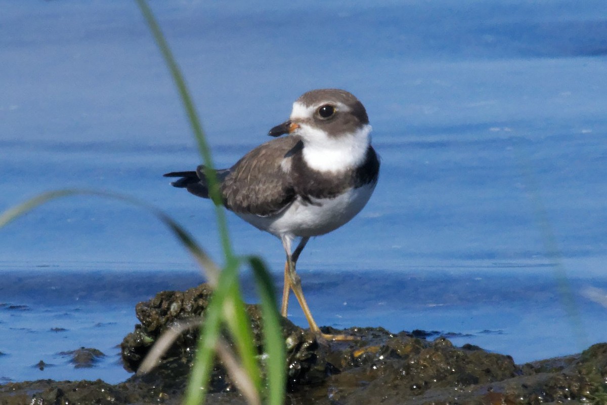 Semipalmated Plover - David Hoag