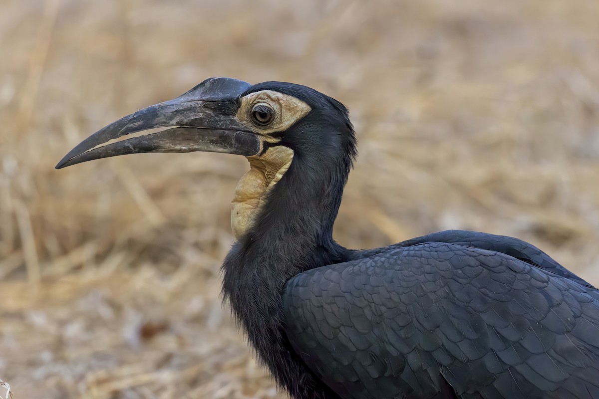 Southern Ground-Hornbill - ML623693137