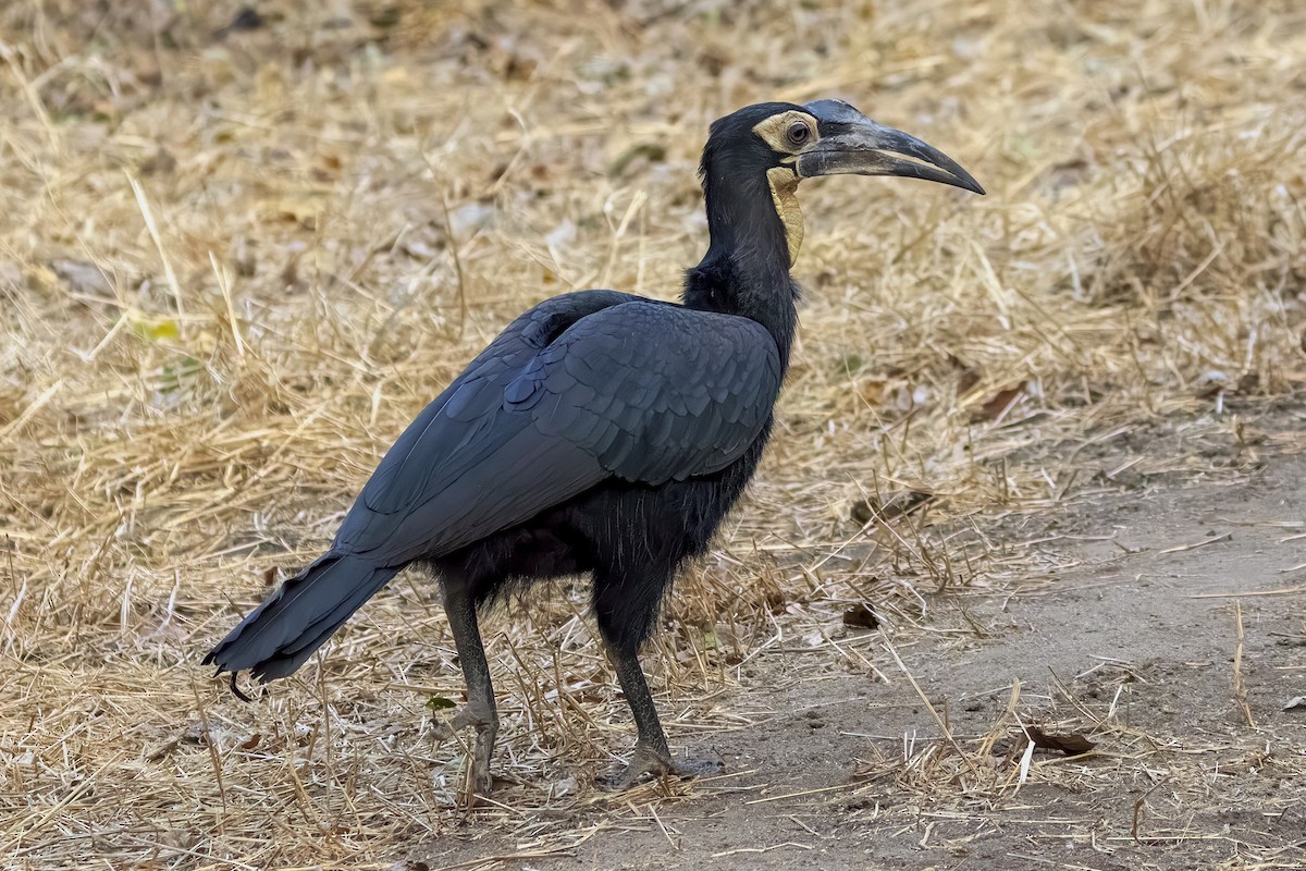 Southern Ground-Hornbill - ML623693138