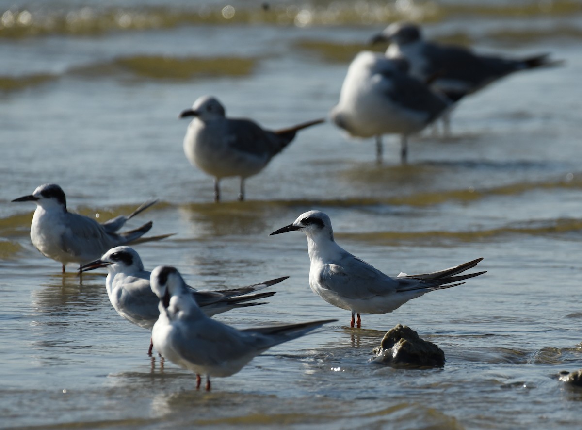 Forster's Tern - ML623693152