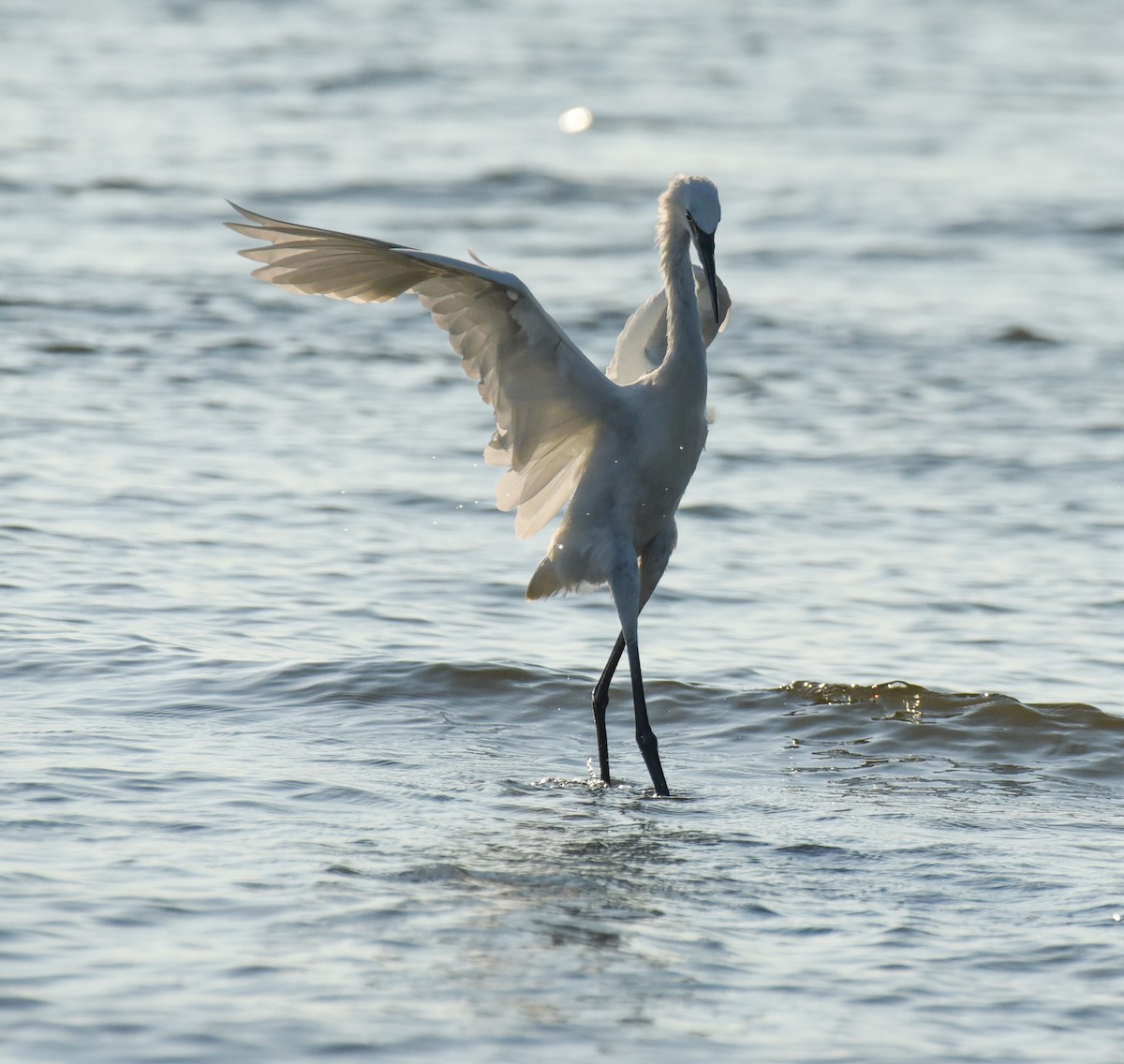 Reddish Egret - ML623693210