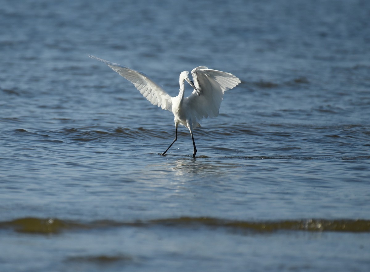 Reddish Egret - ML623693211