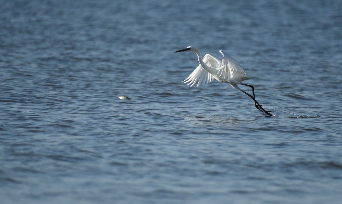 Reddish Egret - ML623693213