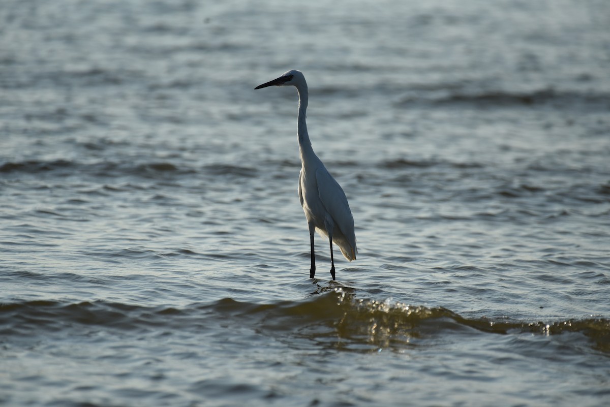 Reddish Egret - ML623693214