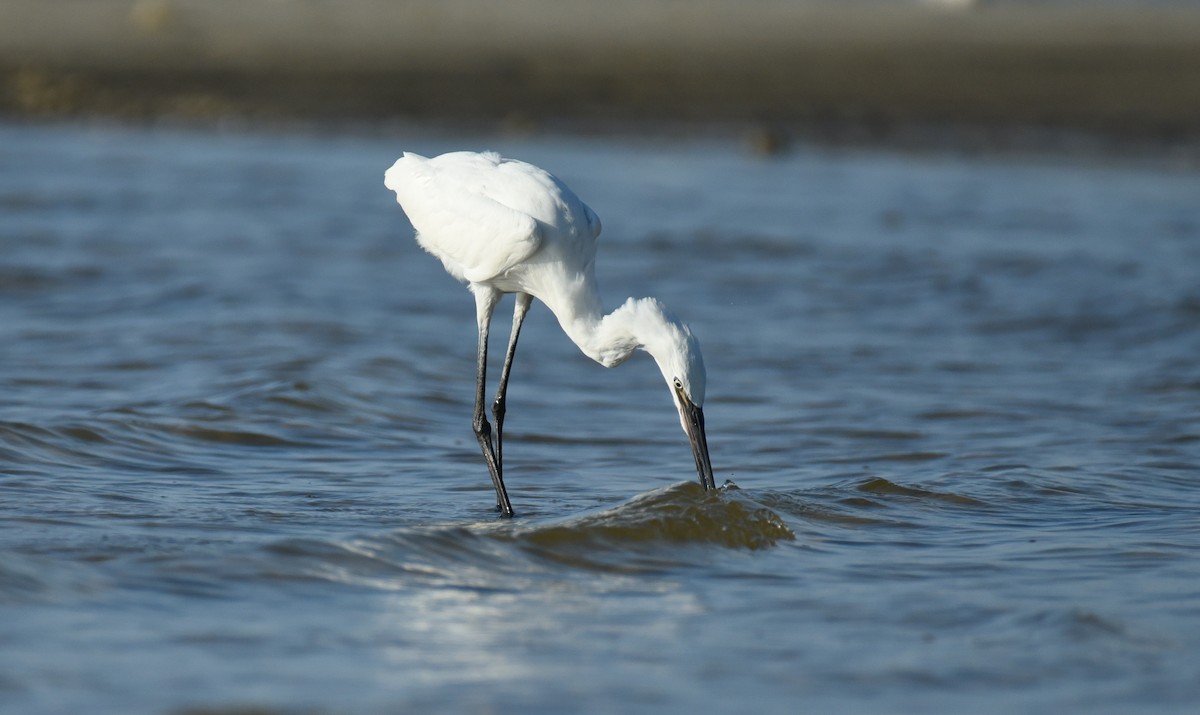 Reddish Egret - ML623693224