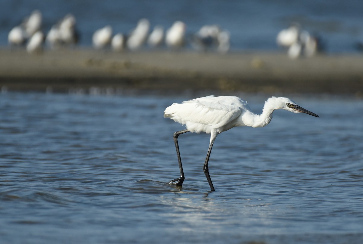 Reddish Egret - ML623693225