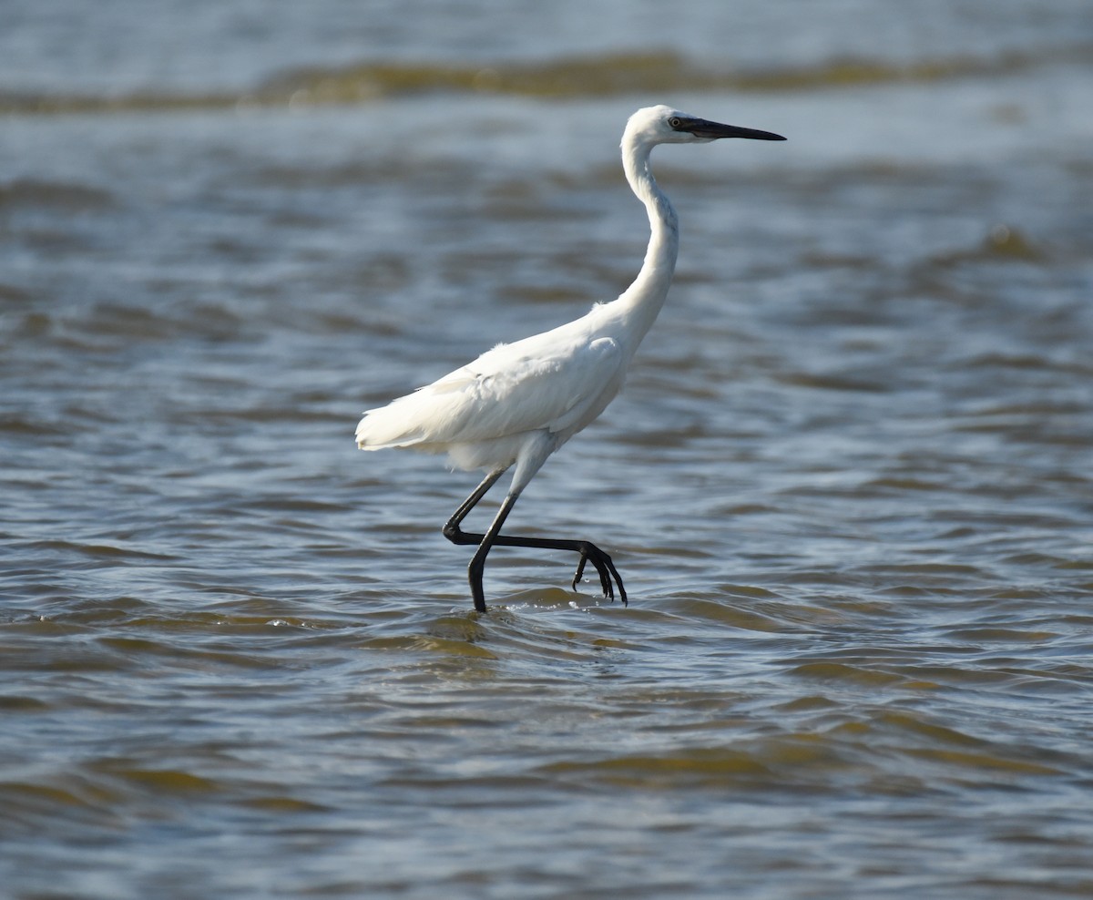 Reddish Egret - Mary Hays