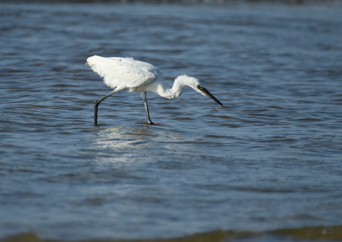 Reddish Egret - ML623693227