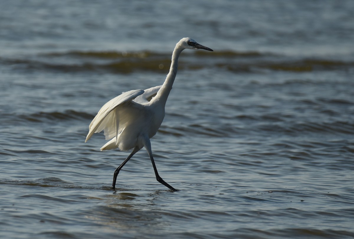 Reddish Egret - ML623693228