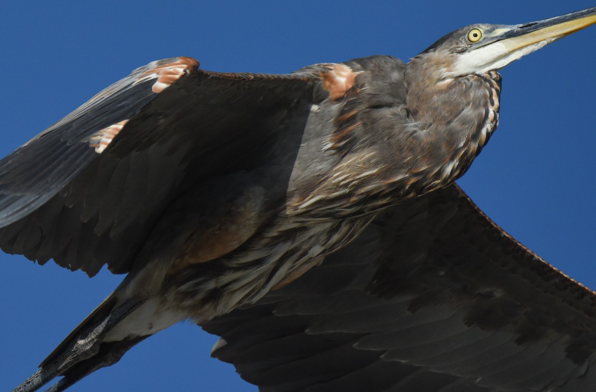 Great Blue Heron - ML623693231