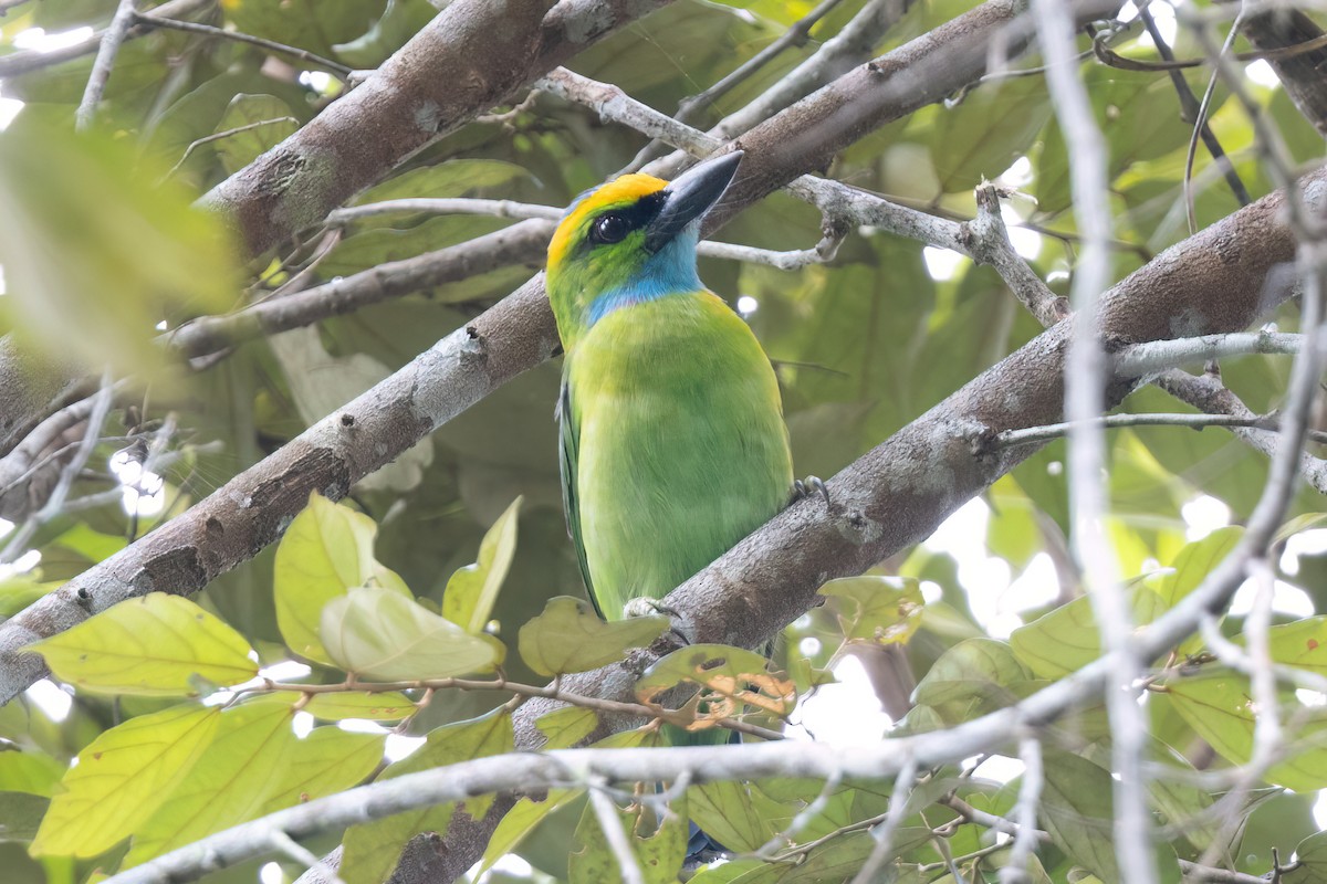 Yellow-crowned Barbet - ML623693260