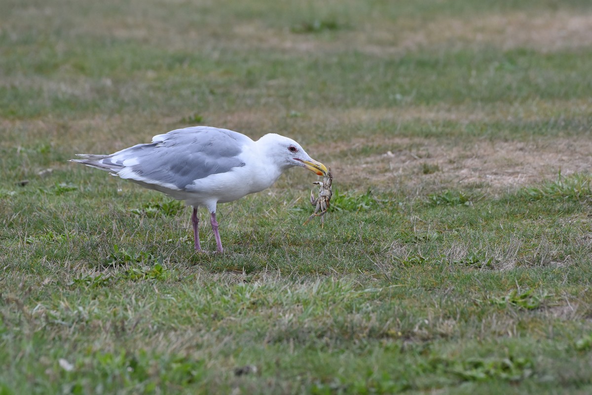 racek šedokřídlý - ML623693263
