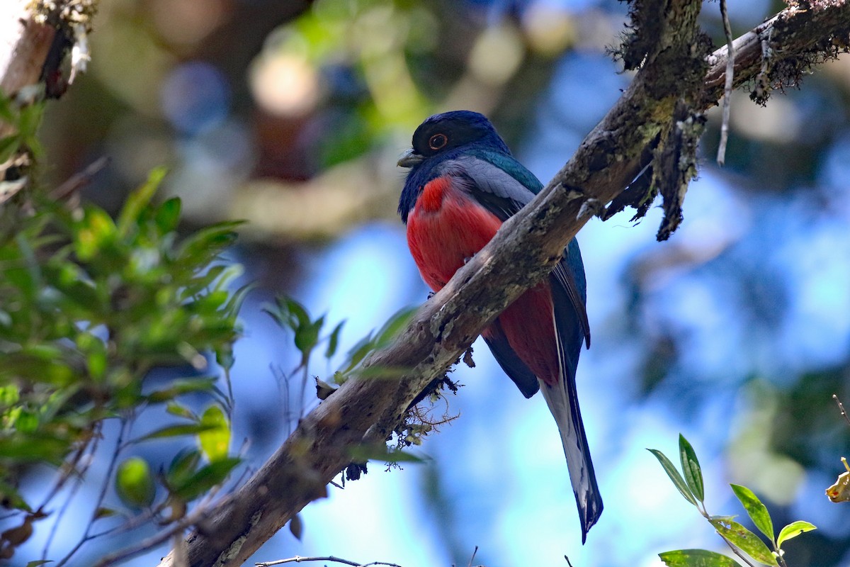 Surucua Trogon (Red-bellied) - ML623693272