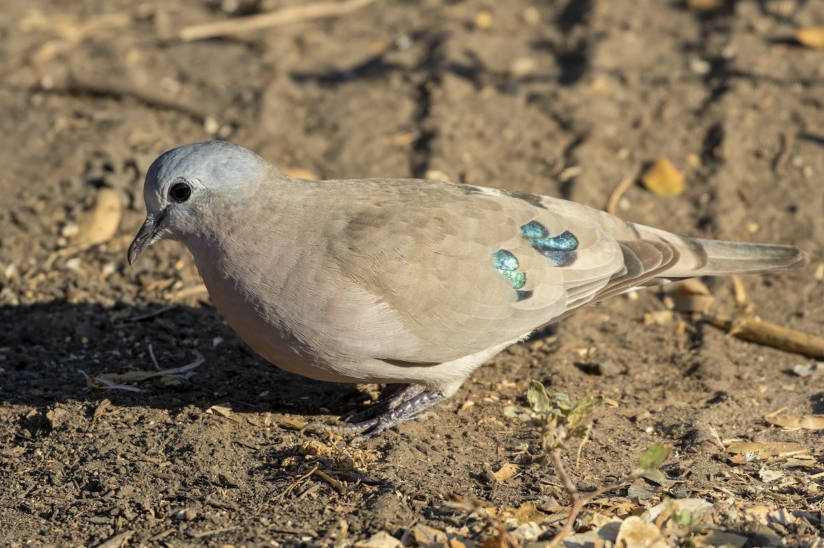 Emerald-spotted Wood-Dove - ML623693274