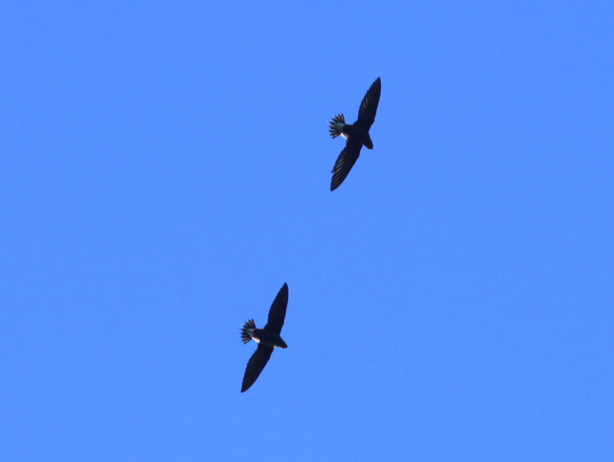 Brown-backed Needletail - ML623693309