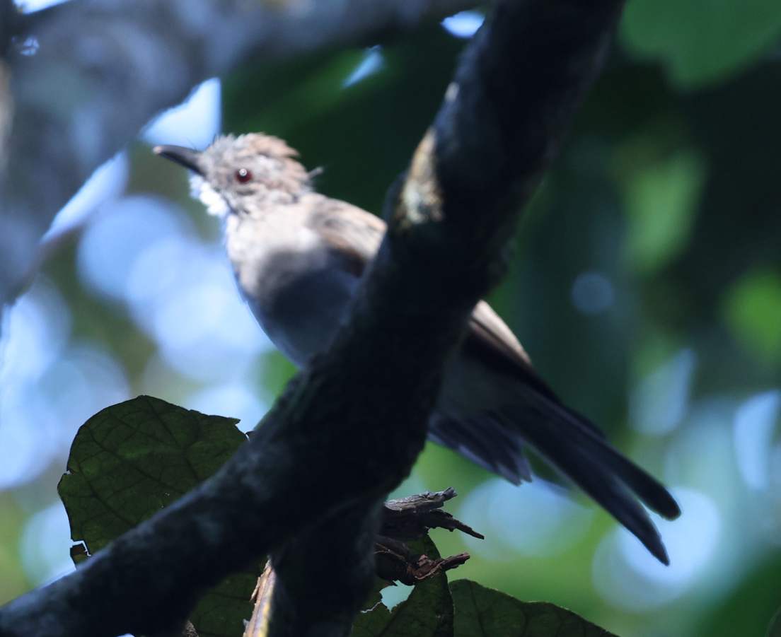 Cinereous Bulbul - ML623693328