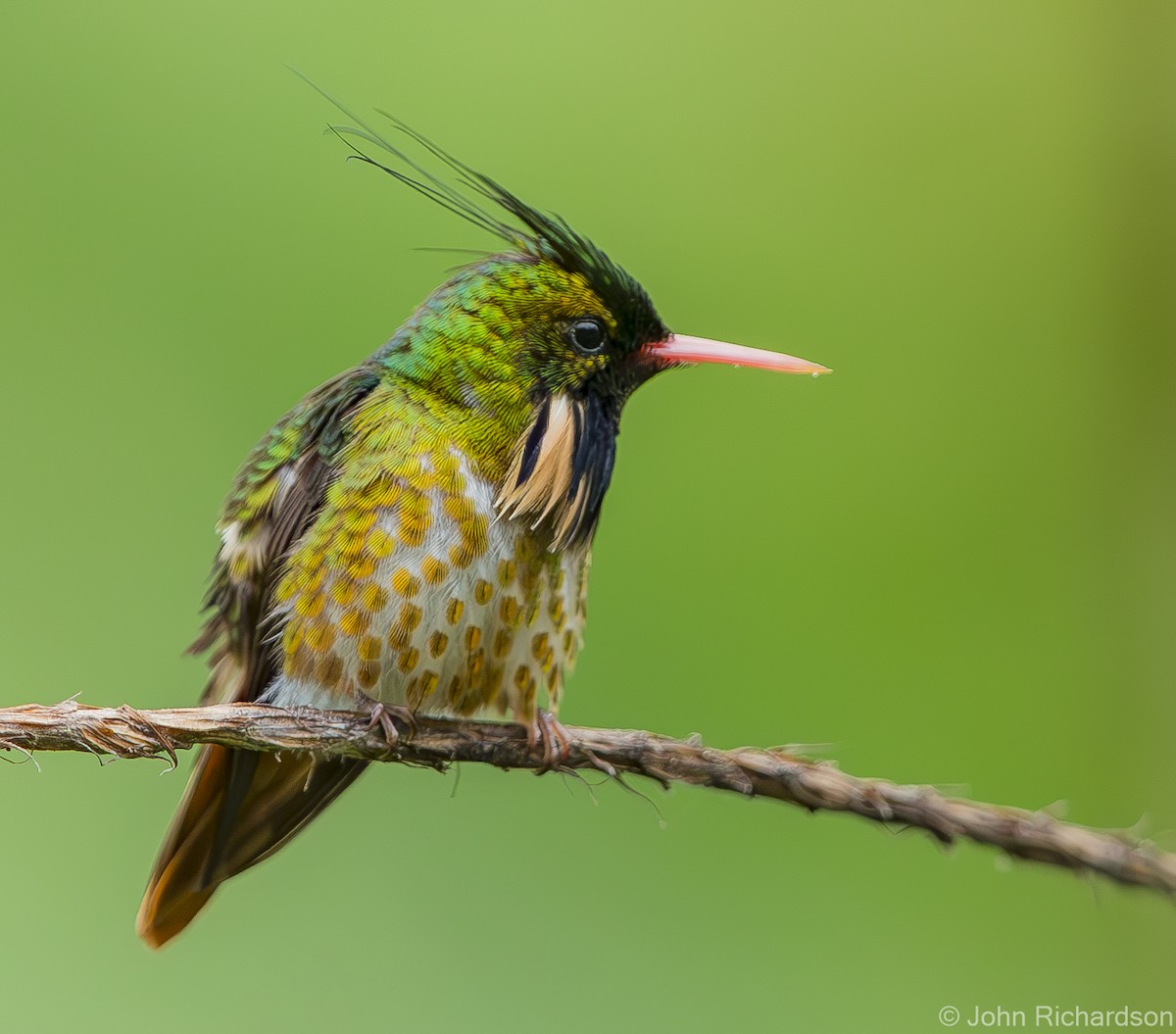 Black-crested Coquette - ML623693345