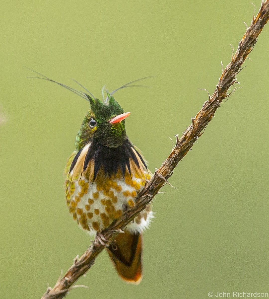 Black-crested Coquette - ML623693347