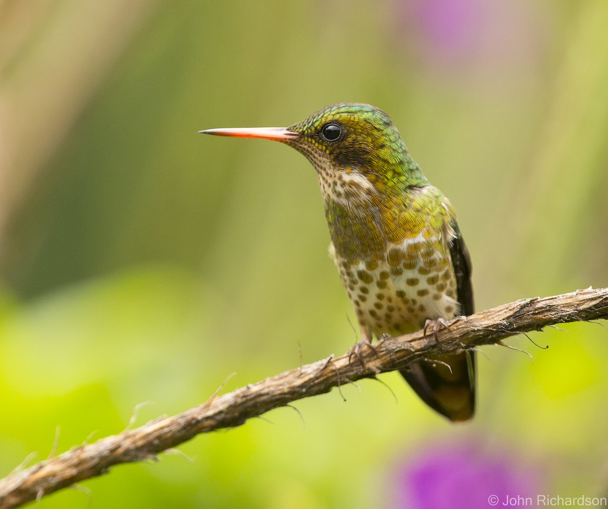 Black-crested Coquette - ML623693351