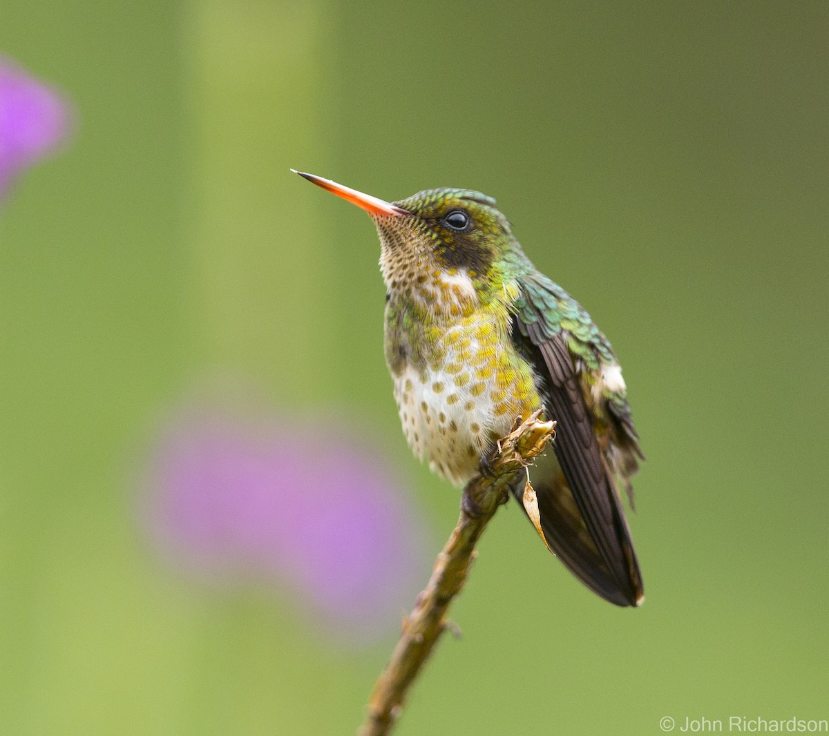 Black-crested Coquette - ML623693352