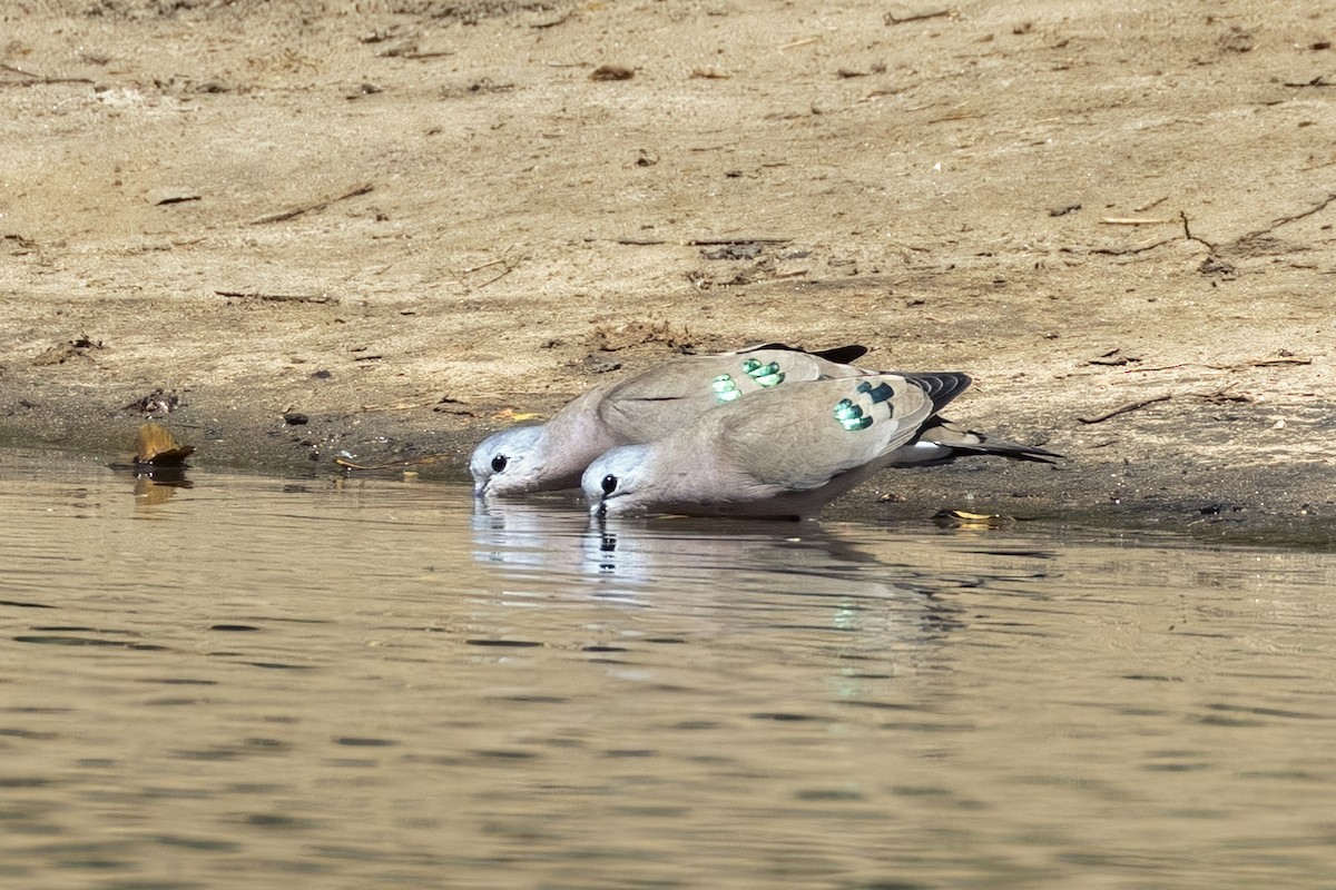 Emerald-spotted Wood-Dove - ML623693387