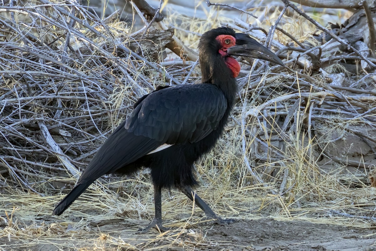 Southern Ground-Hornbill - ML623693397