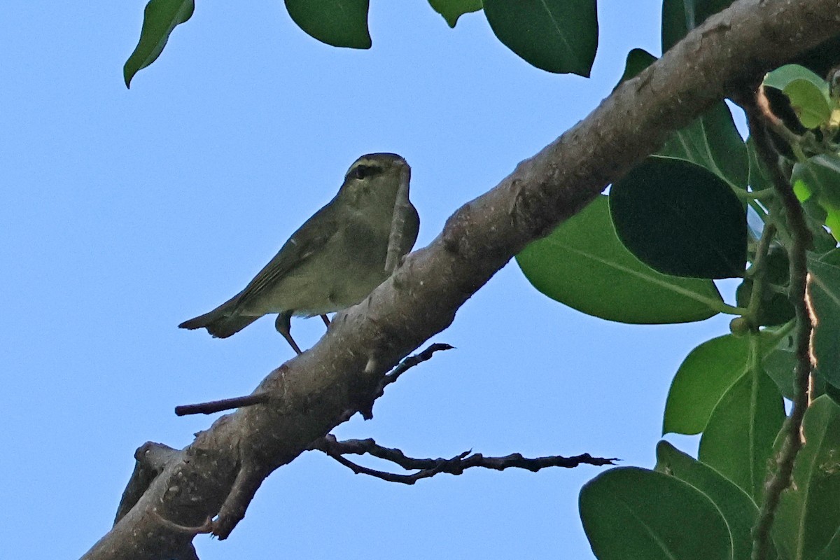 Japanese Leaf/Arctic/Kamchatka Leaf Warbler - ML623693407