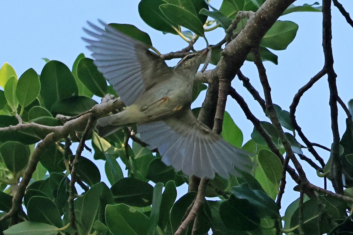 Japanese Leaf/Arctic/Kamchatka Leaf Warbler - ML623693408