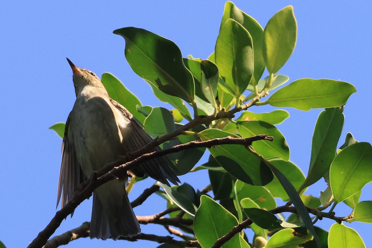 Japanese Leaf/Arctic/Kamchatka Leaf Warbler - ML623693409