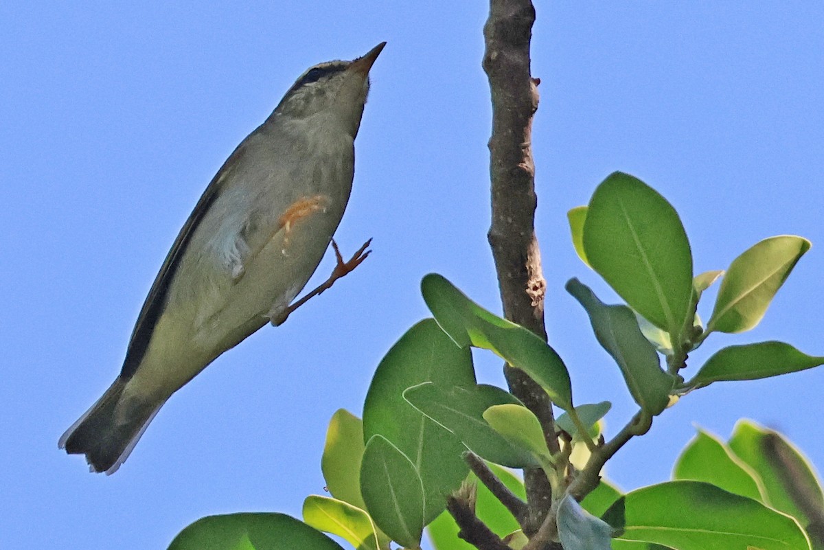 Japanese Leaf/Arctic/Kamchatka Leaf Warbler - ML623693410