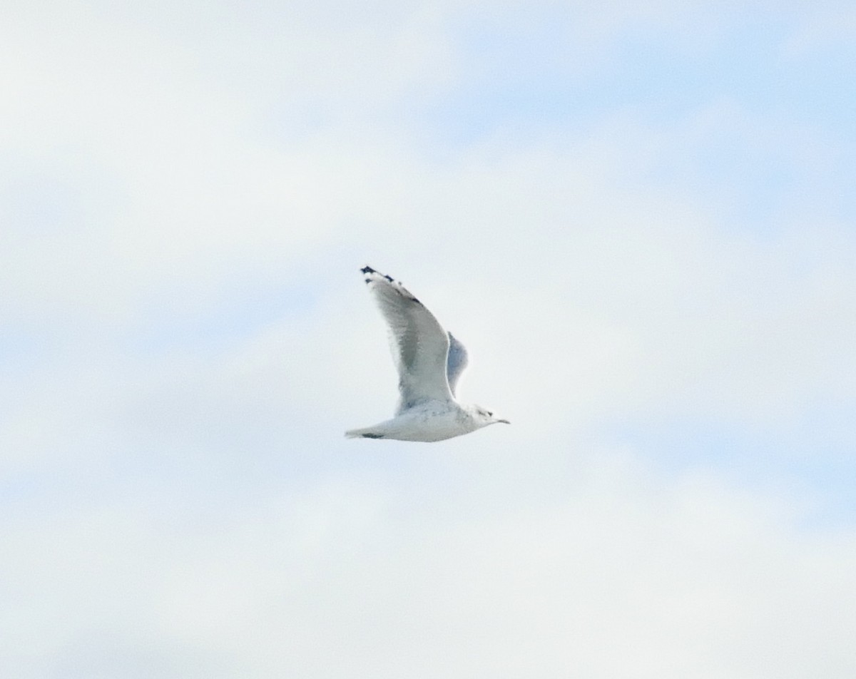 Short-billed Gull - ML623693451